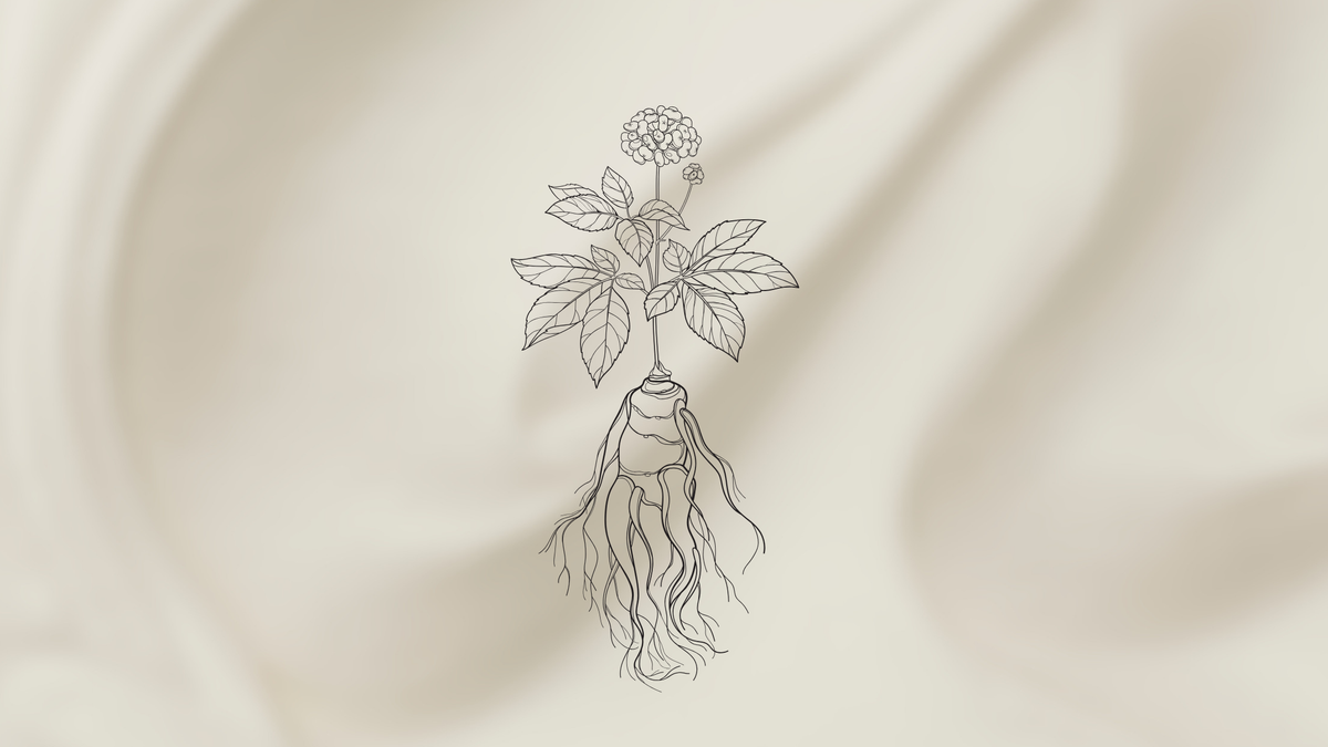 Ginseng Pflanze auf einem beigen samt Hintergrund 
