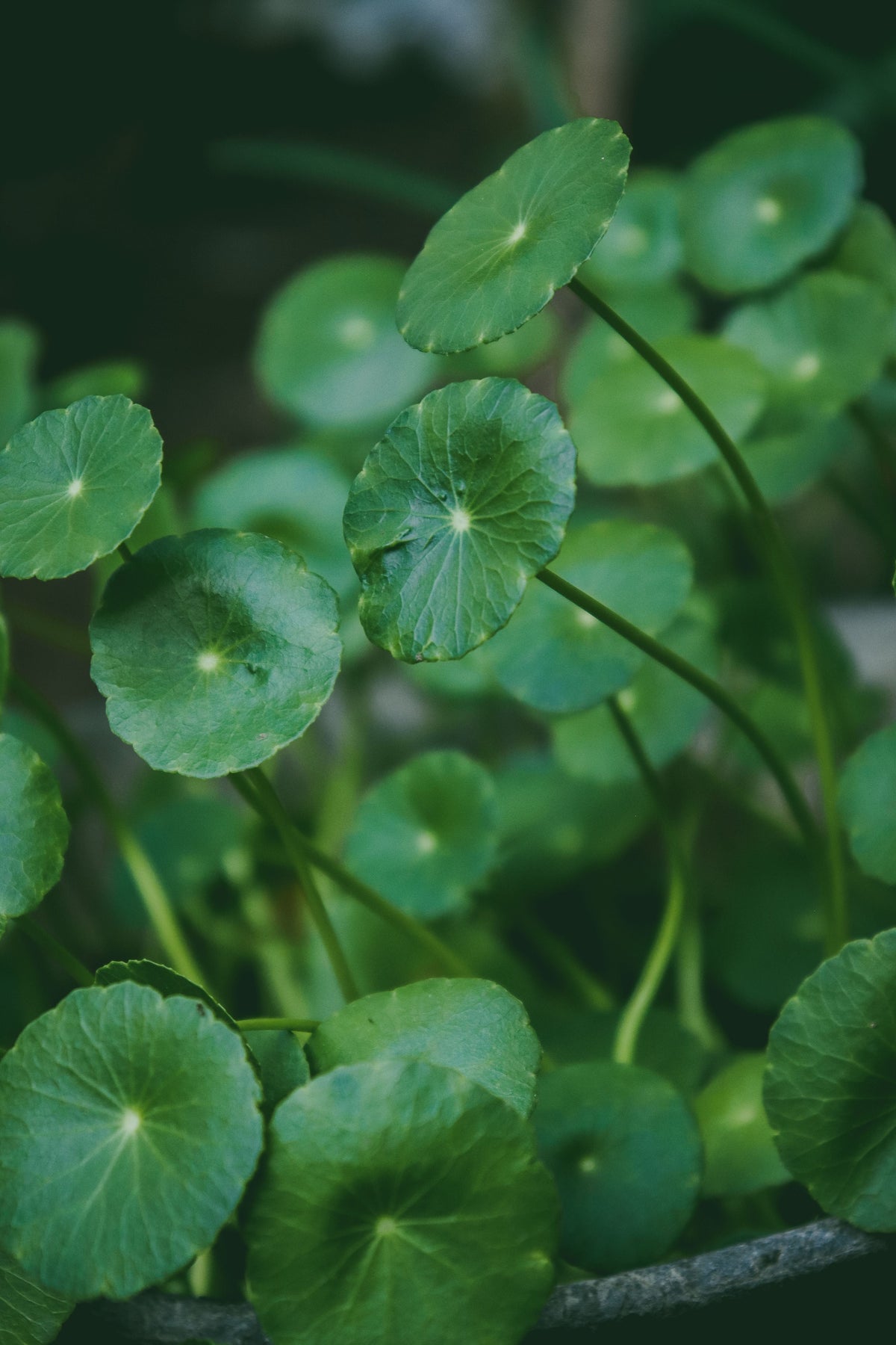 Centella Asiatica Pflanze als K-Beauty-Wirkstoff